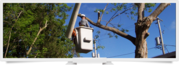 Davis Tree Service